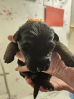 Orange Male, a male German Shepherd Dog for sale in Walterboro, SC – 1 of 2