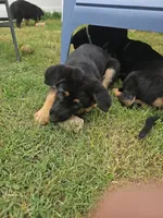GSD, a male German Shepherd Dog for sale in Norfolk, VA – 3 of 3