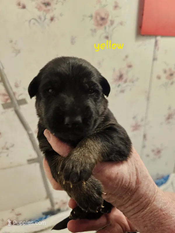 Yellow Male, a male German Shepherd Dog for sale in Walterboro, SC – 1 of 1