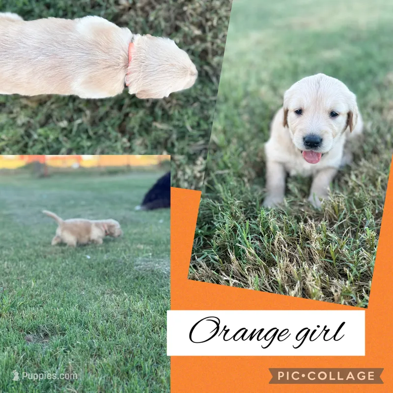 Orange collar female  – Golden Retriever puppy for sale in Justin, TX