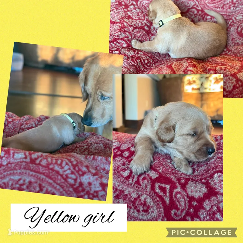 Yellow Collar Female  – Golden Retriever puppy for sale in Justin, TX