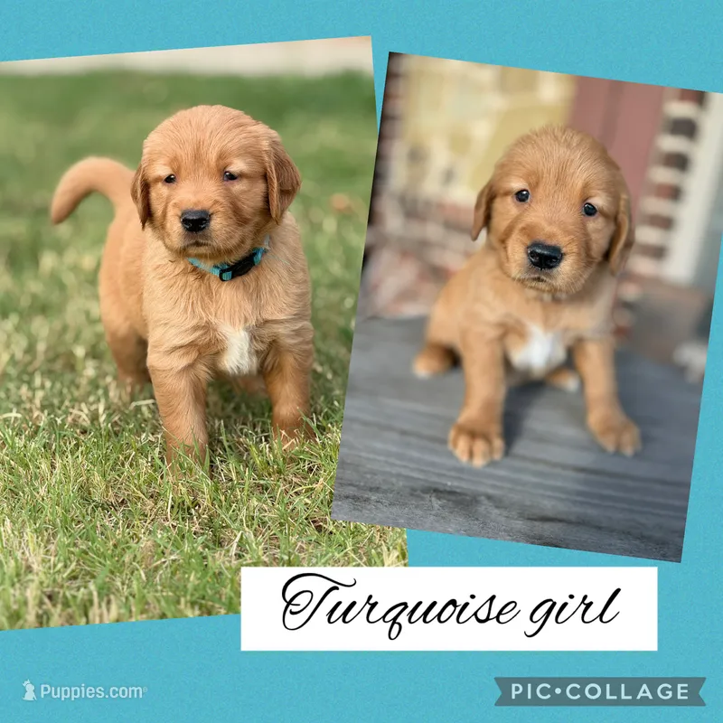 Turquoise collar female  – Golden Retriever puppy for sale in Justin, TX