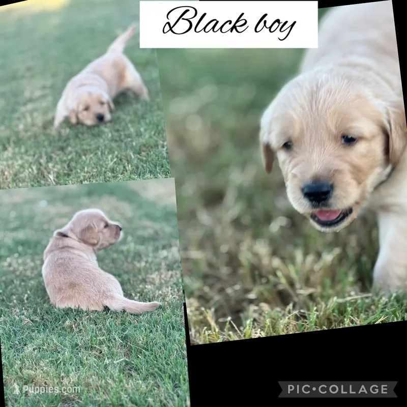 Black Collar Boy – Golden Retriever puppy for sale in Justin, TX