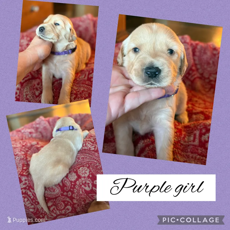 Purple collar female – Golden Retriever puppy for sale in Justin, TX