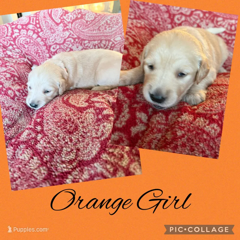 Orange collar female  – Golden Retriever puppy for sale in Justin, TX
