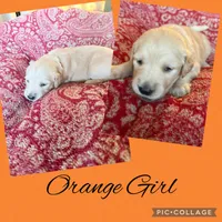 Orange collar female , a female Golden Retriever for sale in Justin, TX – 1 of 3