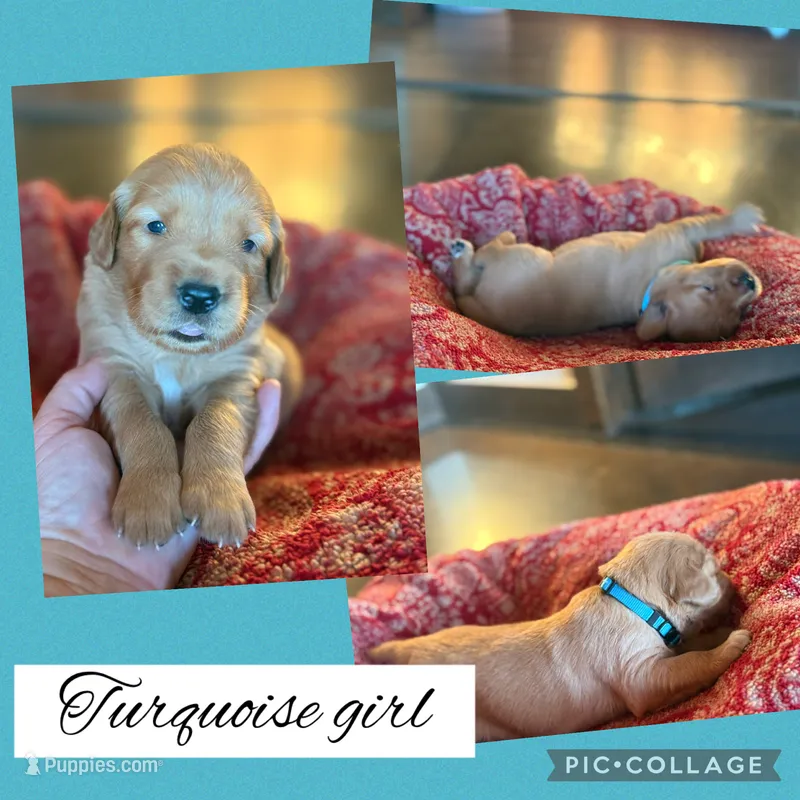 Turquoise collar female  – Golden Retriever puppy for sale in Justin, TX