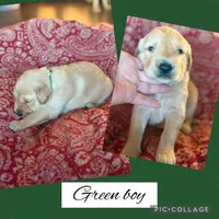 Green collar male , a male Golden Retriever for sale in Justin, TX – 1 of 3