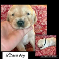 Black Collar Boy, a male Golden Retriever for sale in Justin, TX – 1 of 3