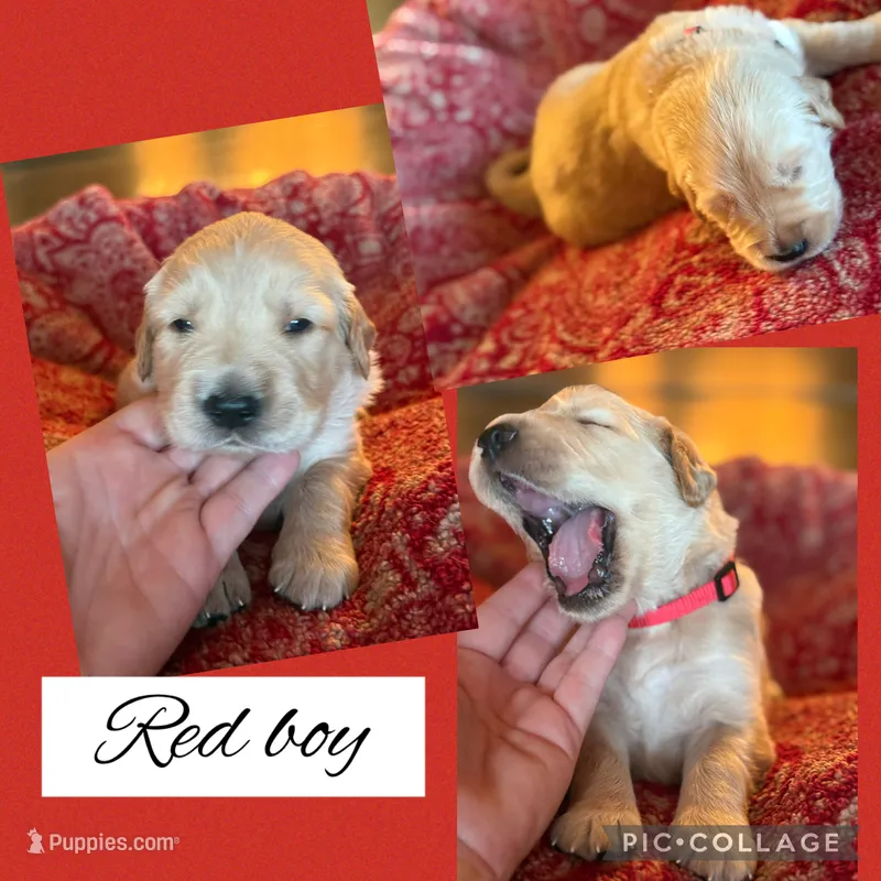 Red collar male  – Golden Retriever puppy for sale in Justin, TX