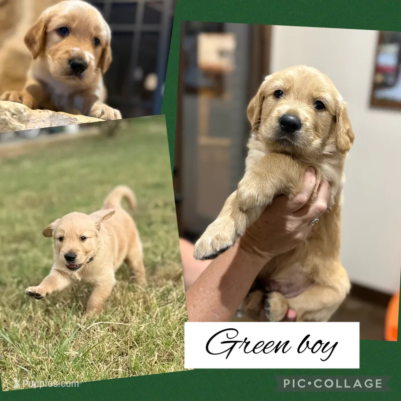 Green collar male  – Golden Retriever puppy for sale in Justin, TX