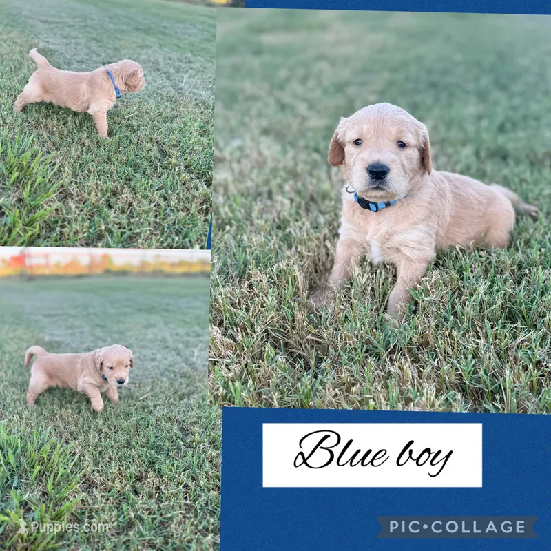 Blue collar boy – Golden Retriever puppy for sale in Justin, TX