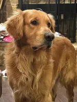 Black Collar Boy, a male Golden Retriever for sale in Justin, TX – 3 of 3