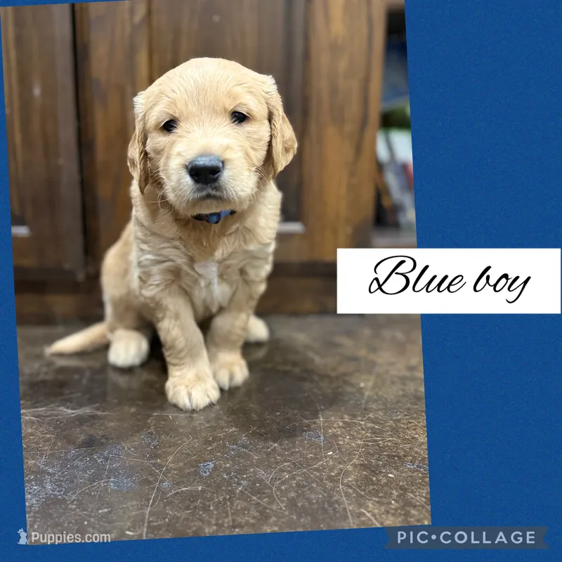 Blue collar boy – Golden Retriever puppy for sale in Justin, TX
