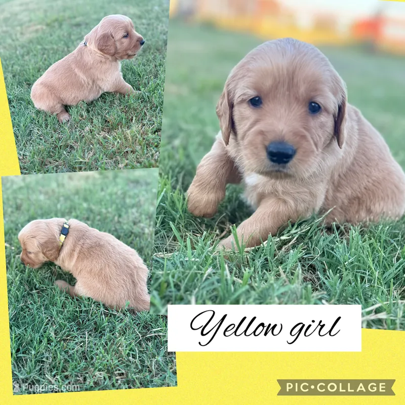 Yellow Collar Female  – Golden Retriever puppy for sale in Justin, TX