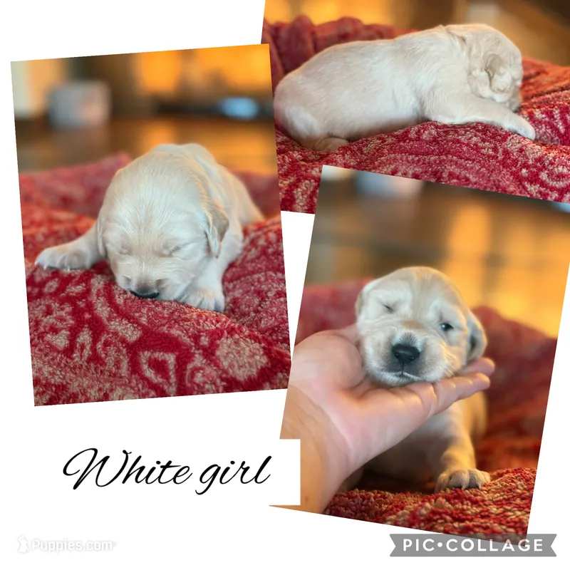 White collar Female – Golden Retriever puppy for sale in Justin, TX