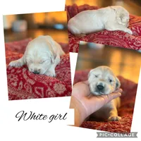 White collar Female, a female Golden Retriever for sale in Justin, TX – 1 of 3