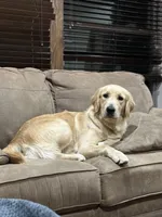 Red collar male , a male Golden Retriever for sale in Justin, TX – 3 of 3