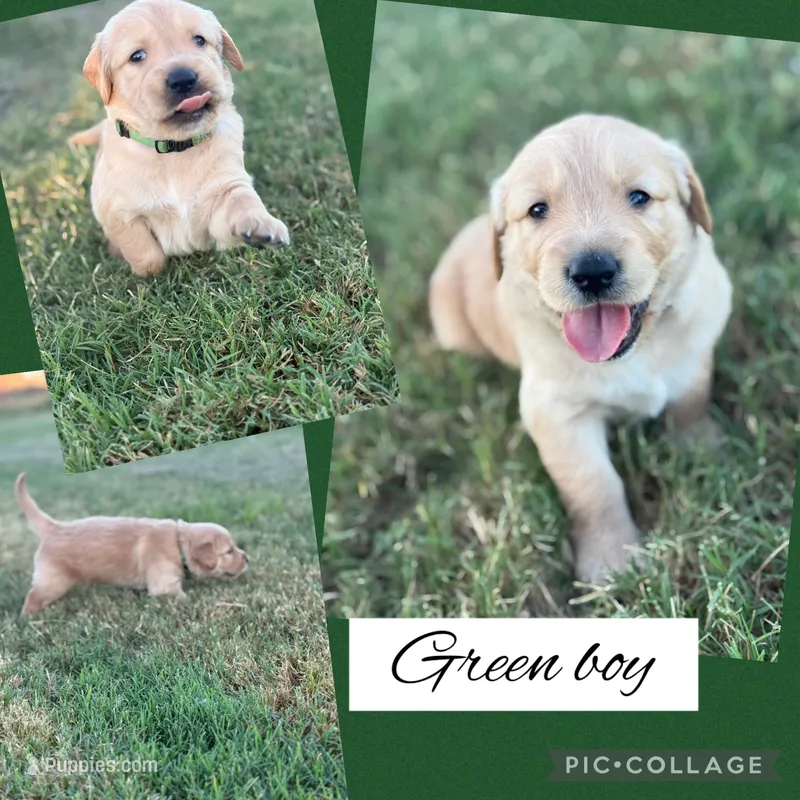 Green collar male  – Golden Retriever puppy for sale in Justin, TX