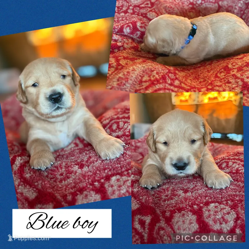 Blue collar boy – Golden Retriever puppy for sale in Justin, TX