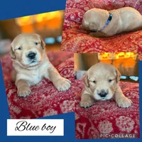 Blue collar boy, a male Golden Retriever for sale in Justin, TX – 1 of 3