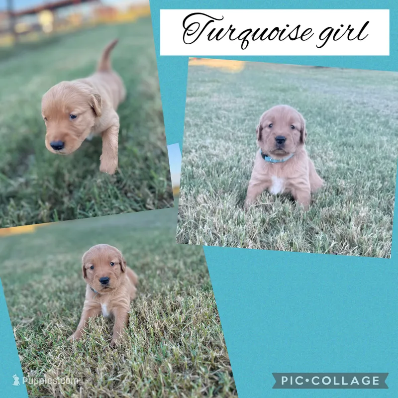 Turquoise collar female  – Golden Retriever puppy for sale in Justin, TX
