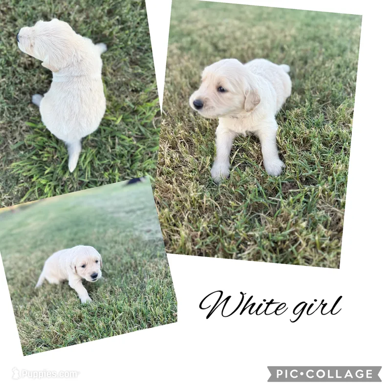 White collar Female – Golden Retriever puppy for sale in Justin, TX