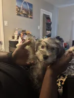 Charlie , a male Miniature Schnauzer for sale in Arlington, TX – 3 of 4