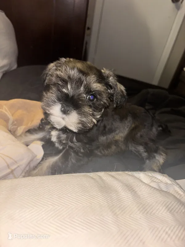 Tino – Miniature Schnauzer puppy for sale in Arlington, TX