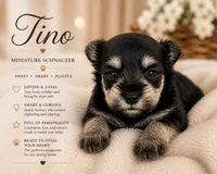 Tino, a male Miniature Schnauzer for sale in Arlington, TX – 4 of 4