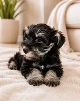 Tino, a male Miniature Schnauzer for sale in Arlington, TX – 2 of 4