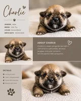Charlie , a male Miniature Schnauzer for sale in Arlington, TX – 2 of 4