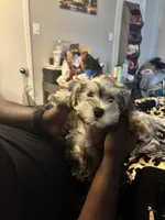 Charlie , a male Miniature Schnauzer for sale in Arlington, TX – 4 of 4