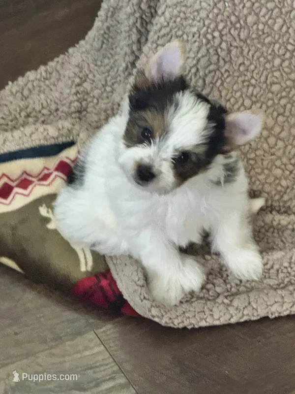 Bodie  – Yorkshire Terrier puppy for sale in Metropolis, IL