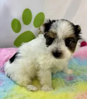 Bodie , a male Yorkshire Terrier for sale in Metropolis, IL – 6 of 6