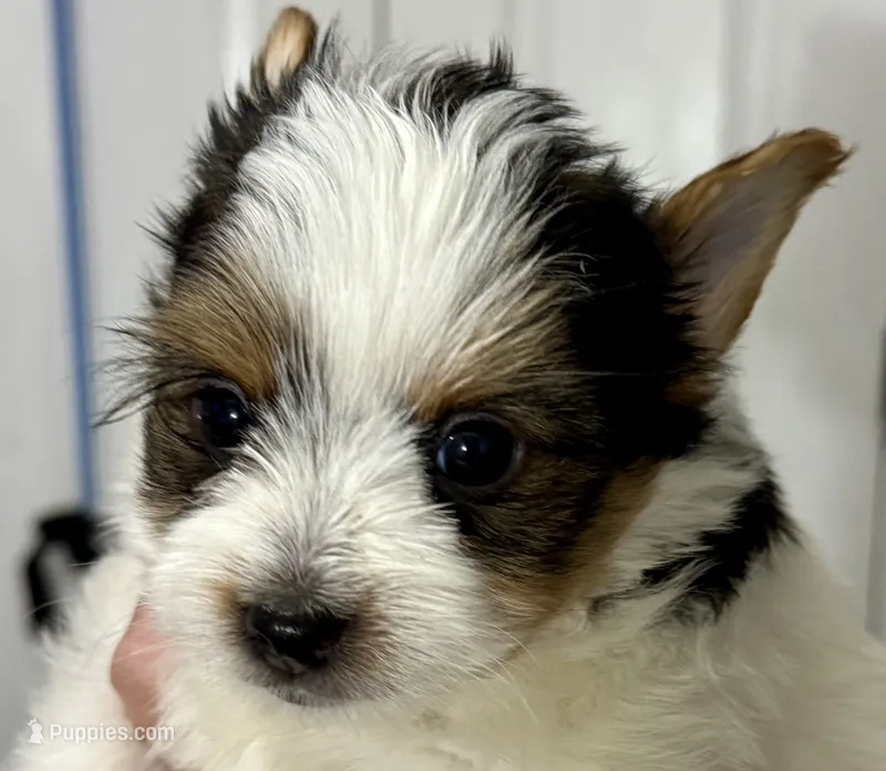 Bodie  – Yorkshire Terrier puppy for sale in Metropolis, IL