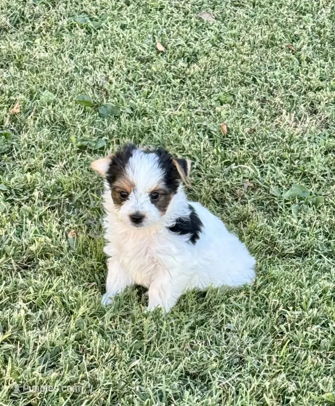 Bodie  – Yorkshire Terrier puppy for sale in Metropolis, IL