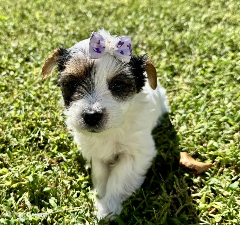 Violet – Yorkshire Terrier puppy for sale in Metropolis, IL