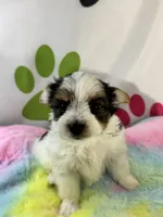 Bodie , a male Yorkshire Terrier for sale in Metropolis, IL – 3 of 6