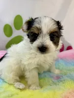 Bodie , a male Yorkshire Terrier for sale in Metropolis, IL – 4 of 6