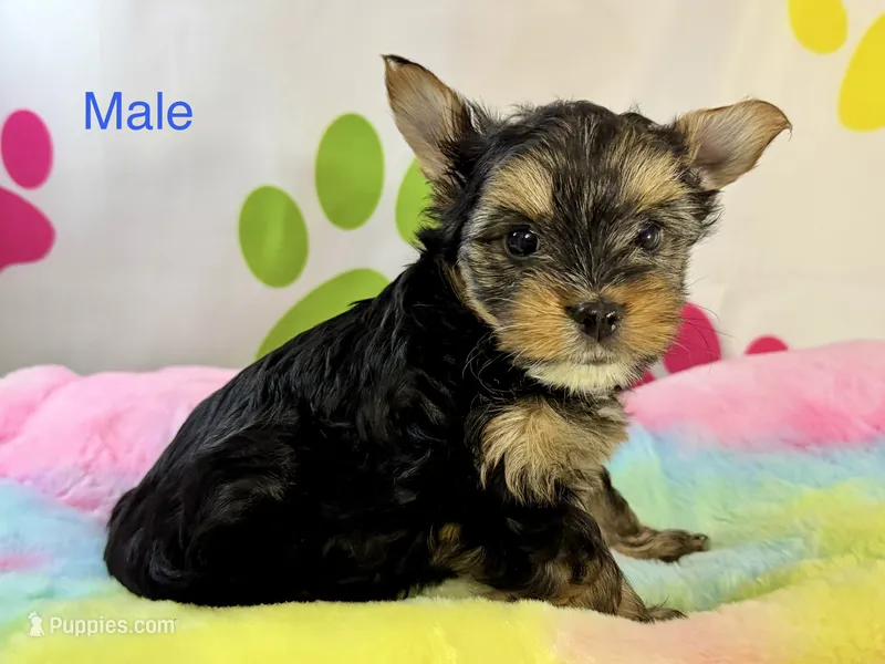 Xanden – Yorkshire Terrier puppy for sale in Metropolis, IL