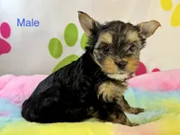 Xanden, a male Yorkshire Terrier for sale in Metropolis, IL – 1 of 3