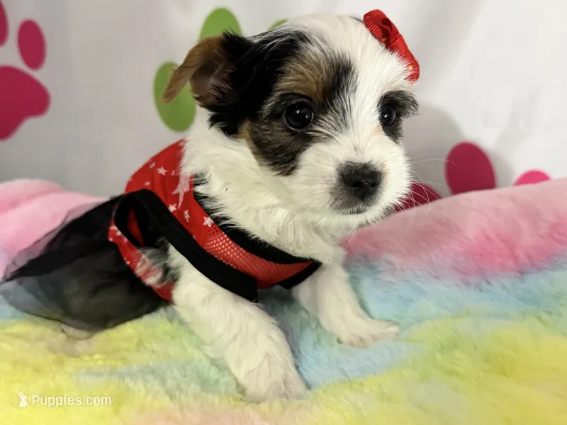 Violet – Yorkshire Terrier puppy for sale in Metropolis, IL