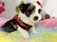 Violet, a female Yorkshire Terrier for sale in Metropolis, IL – 1 of 3