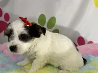 Violet, a female Yorkshire Terrier for sale in Metropolis, IL – 3 of 3