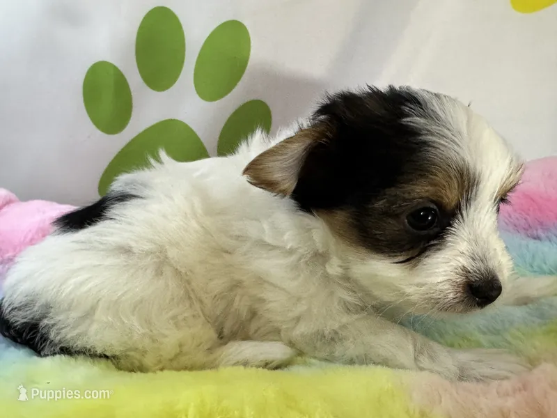 Bodie  – Yorkshire Terrier puppy for sale in Metropolis, IL