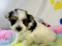 Bodie , a male Yorkshire Terrier for sale in Metropolis, IL – 5 of 6