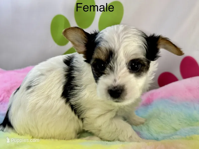 Violet – Yorkshire Terrier puppy for sale in Metropolis, IL