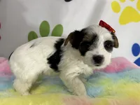 Violet, a female Yorkshire Terrier for sale in Metropolis, IL – 2 of 3