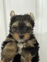 Xanden, a male Yorkshire Terrier for sale in Metropolis, IL – 3 of 3